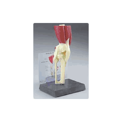 Muscled Knee Joint Model - Model, Anatomical