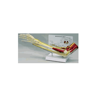 Muscled Right Elbow Joint Model - Model, Elbo