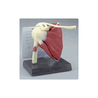Muscled Shoulder Model - Model, Anatomical Sh