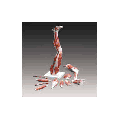 Muscles Of The Leg Model - Model, Muscles Of