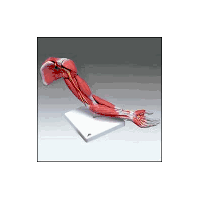 Muscular Arm Model - Model, Muscular Arm 6par