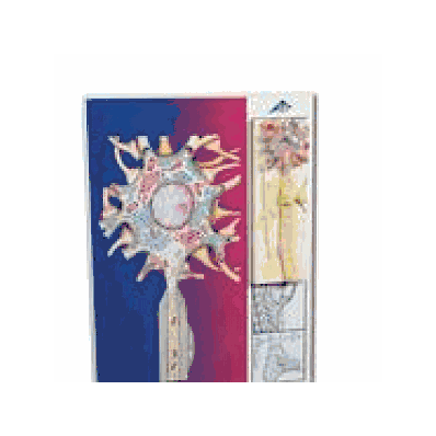 Myelin Sheaths of the CNS