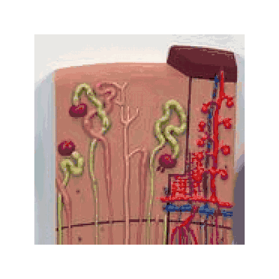 Nephrons and Blood Vessels, 120 times full-size