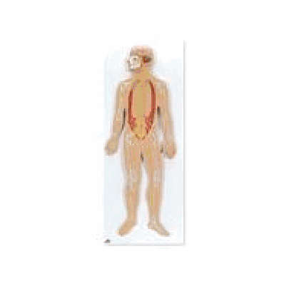 Nervous System, 1/2 Life Size