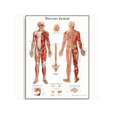 Nervous System Chart