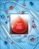 Nipro #BL+A209Y/V803 NiproSet Blood Tubing, 8 mm Pre Pump, for Fresenius 2008, sold as 24/Case by Nipro Medical <br> To see more Nipro Blood Tubing, <a href="http://site.aaawholesalecompany.com/Files/Nipro_Blood_Tubing.pdf">CLICK HERE</a><br><br><font color="red"><b>BACK TO THE PRODUCT TABLE, <a href="https://www.aaawholesalecompany.com/i-v--therapy-blood-tubing-niproset-blood-tubing-by-nipro-medical.html">CLICK HERE</a></b></font>
