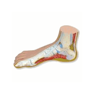 Normal Foot