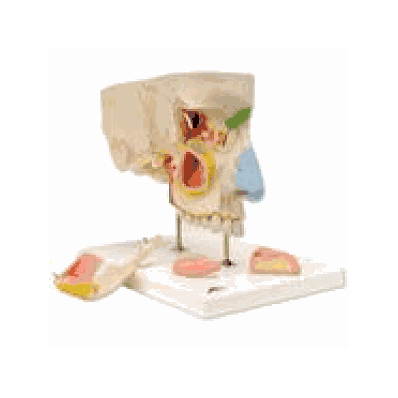 Nose Model with Paranasal Sinuses, 5 part