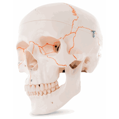 A21 Human Skull Labeled