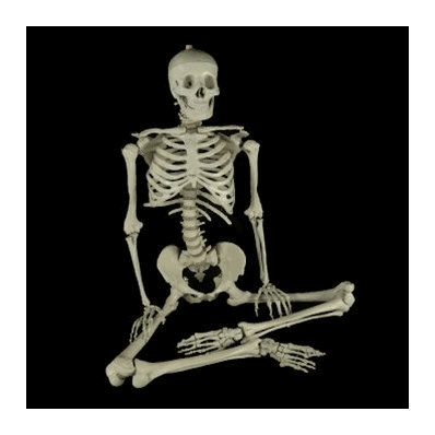 SKELETON 66" BUDGET BUCKY W/O STAND