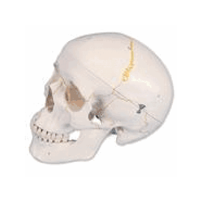 Numbered Human Classic Skull Model, 3 part