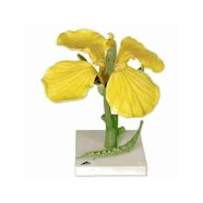 Oilseed Model, enlarged 12x life-size