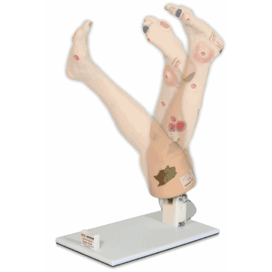 Display Stand Leg Models