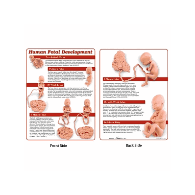 Pad, Tear, Fetal Development, 8.5x11 - Medlin