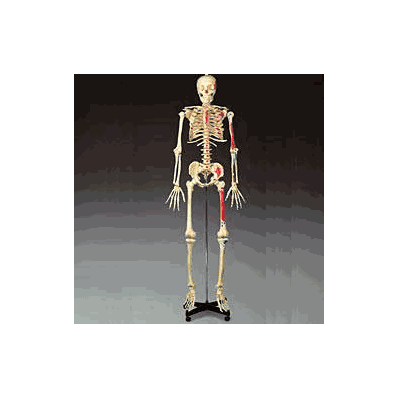 Painted And Numbered Budget Skeleton Model Bu
