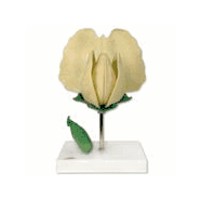 Pea Blossom (Pisum sativum), enlarged 7x life-size