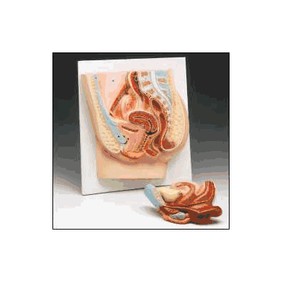 Pelvis Section Model Female - Model, Female P