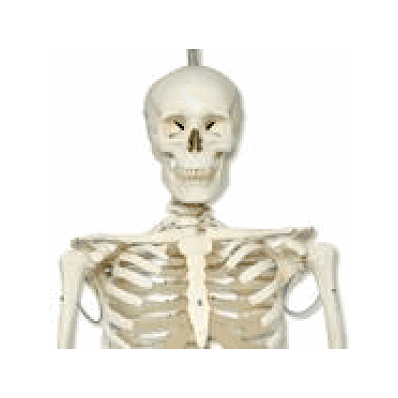 Physiological Skeleton Model - Phil - Hanging Stand