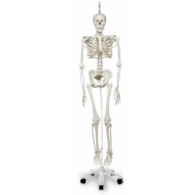 A15/3 Physiological Skeleton