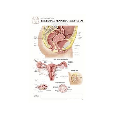 Post-it, Anatomy, F Repro Sys, Body Sci Int -