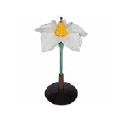 Potato, Flower, enlarged 8x life-size