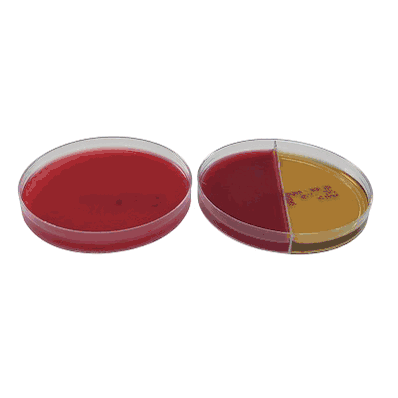 Pre-reduced Culture Media, 15 X 100 mm Bi-Plate Brucella with Hemin and Vitamin K