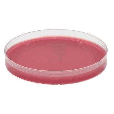 Pre-reduced Culture Media, 15 X 100 mm Plate Brucella with Hemin and Vitamin K