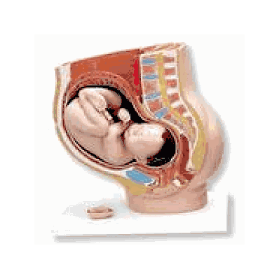 Pregnancy Pelvis, 3 Part