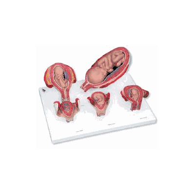 Pregnancy Series Model