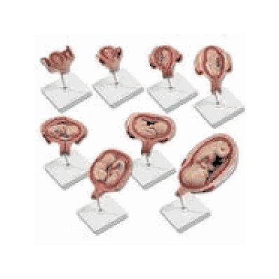 Pregnancy Series Models