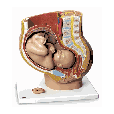 Pregnant Woman Model