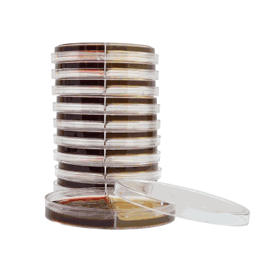 Prepared Media, 15 X 100 mm Bi-Plate Format Bacteroides Bile Esculin / Laked Blood Kanamycin Vancomycin Biplate