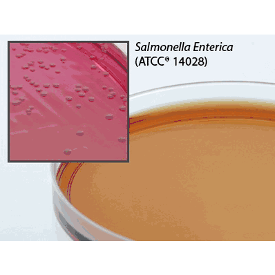 Prepared Media, 15 x 100 mm Mono-Plate Brilliant Green Agar