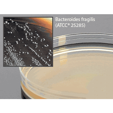 Prepared Media, 15 x 100 mm Mono-Plate Format Bacteroides Bile Esculin Agar