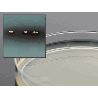 Prepared Media, 15 x 100 mm Mono-Plate Format Bile Esculin Agar