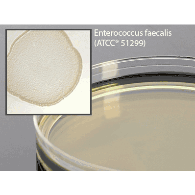 Prepared Media, 15 x 100 mm Mono-Plate Format Brain Heart Infusion (BHI) Agar with Vancomycin