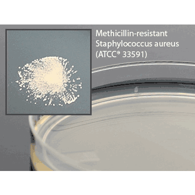 Prepared Media, 15 x 100 mm Mueller Hinton Agar