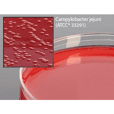 Prepared Media, 15 x 100 mm Petri Plate Cefoperazone, Vancomycin, Amphotericin B Agar