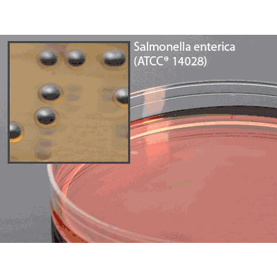 Prepared Media, 15 x 100 mm Petri Plate Format Salmonella Shigella Agar