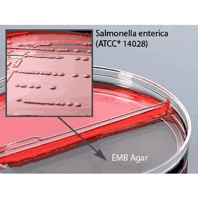 Prepared Media, 15 X 60 mm Mono-Plate Tryptic Soy Agar (TSA) with Lecithin and Tween 80