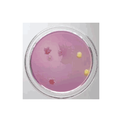 Prepared Media, 20 Plates Trypticase Soy Agar with Lecithin and Polysorbate 80
