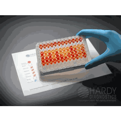 Rapid Test Kit, 24 Tests Microwell Format Neisseria / Moraxella Catarrhalis Microbial Identification
