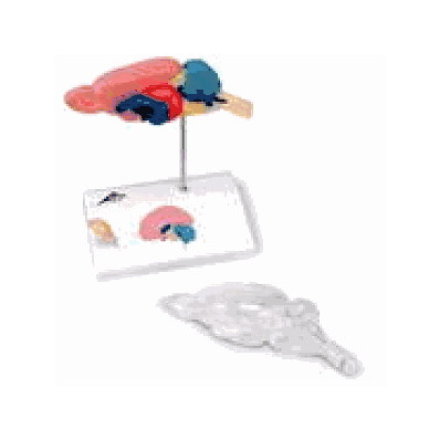 Rat Brain Comparative Anatomy