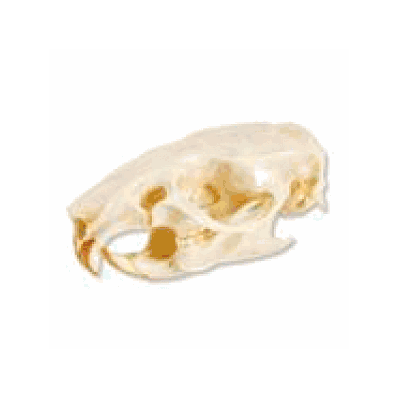 Rat Skull