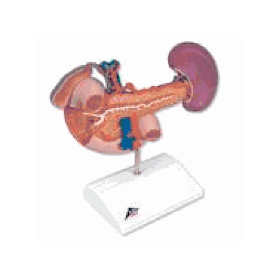 Rear organs of the upper abdomen