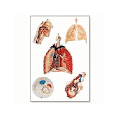 Respiratory Organs Chart without rods