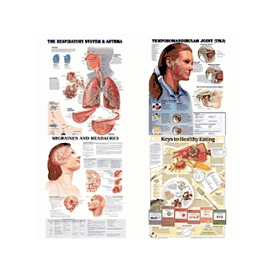 Respiratory System Asthma Chart - Medline