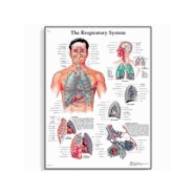 Respiratory System Chart