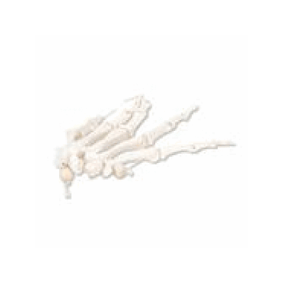 Right Hand Skeleton