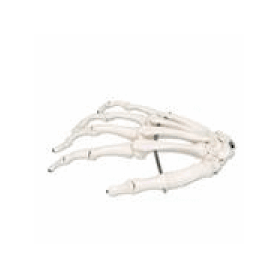 Right Hand Skeleton, Wire Mounted